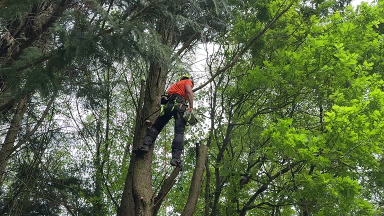 How Our Tree Care Process Works  in Ladonia, AL